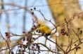 /album/ornithologie/spunus-carduelis-jpg/